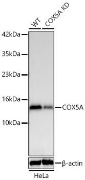 [KD Validated] COX5A Rabbit mAb