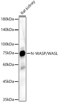 N-WASP/WASL Rabbit pAb