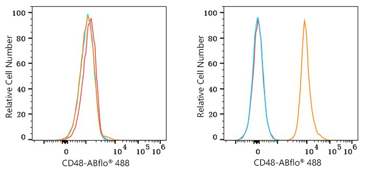 ABflo® 488 Rabbit anti-Mouse CD48 mAb