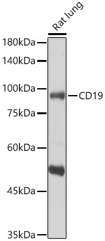 CD19 Rabbit pAb