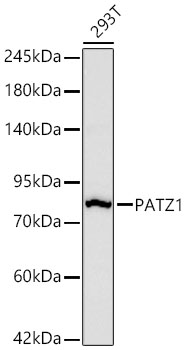 PATZ1 Rabbit mAb