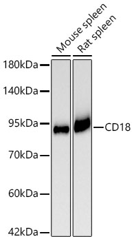 CD18 Rabbit mAb