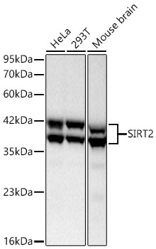 SIRT2 Rabbit mAb