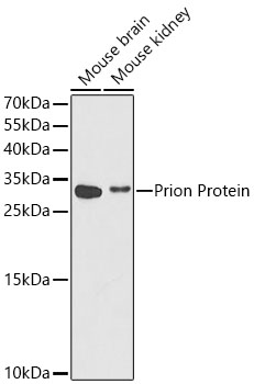 Prion Protein Rabbit pAb