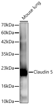 Claudin 5 Rabbit mAb