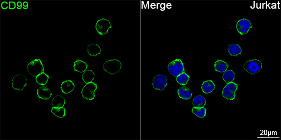 ABflo® 488 Rabbit anti-Human CD99 mAb