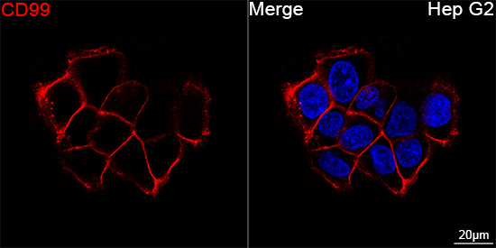 ABflo® 647 Rabbit anti-Human CD99 mAb