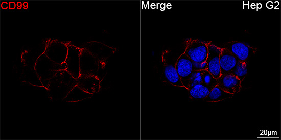 ABflo® 594 Rabbit anti-Human CD99 mAb