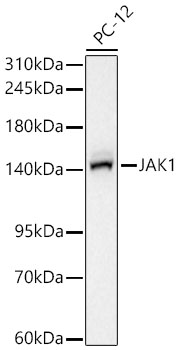 JAK1 Rabbit mAb