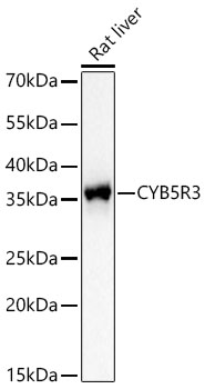 [KD Validated] CYB5R3 Rabbit mAb