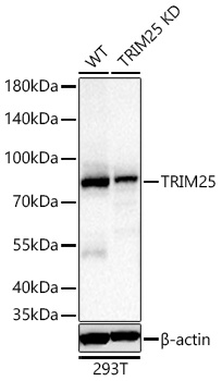 [KD Validated] TRIM25 Rabbit mAb