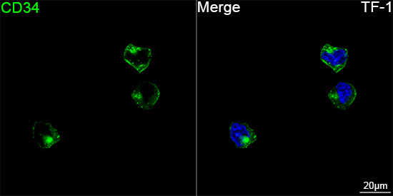 ABflo® 488 Rabbit anti-Human CD34 mAb