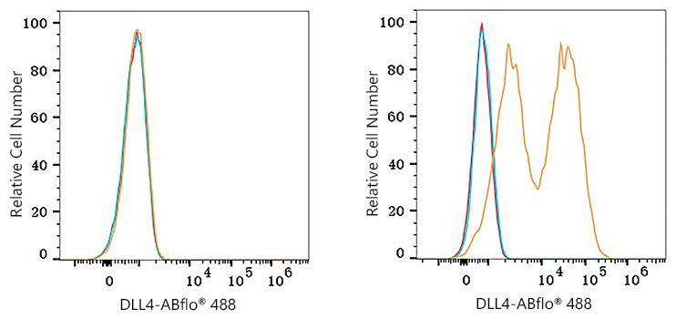 ABflo® 488 Rabbit anti-Human DLL4 mAb