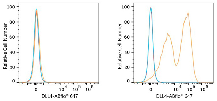 ABflo® 647 Rabbit anti-Human DLL4 mAb