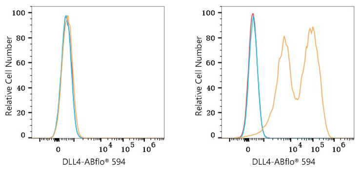 ABflo® 594 Rabbit anti-Human DLL4 mAb