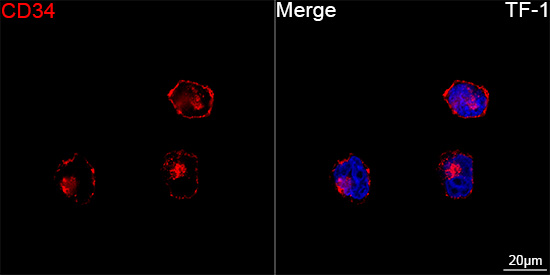 ABflo® 647 Rabbit anti-Human CD34 mAb