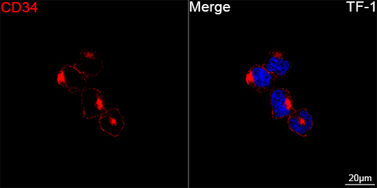 ABflo® 594 Rabbit anti-Human CD34 mAb