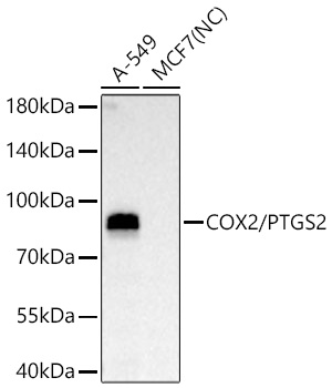 COX2/PTGS2 Rabbit PolymAb®