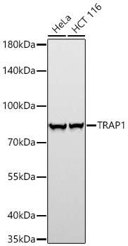 TRAP1 Rabbit mAb