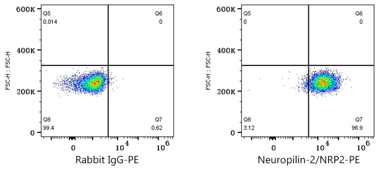 PE Rabbit anti-Human Neuropilin-2/NRP2 mAb