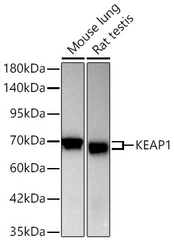 [KO Validated] KEAP1 Rabbit mAb