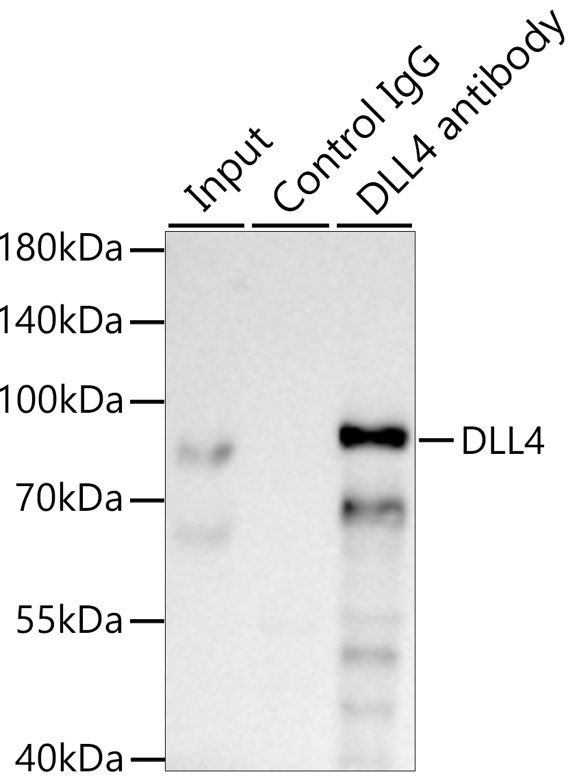 DLL4 Rabbit mAb