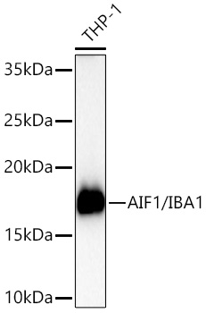 ABflo® 647 Conjugated AIF1/IBA1 Rabbit mAb