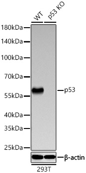 [KO Validated] p53 Rabbit PolymAb®