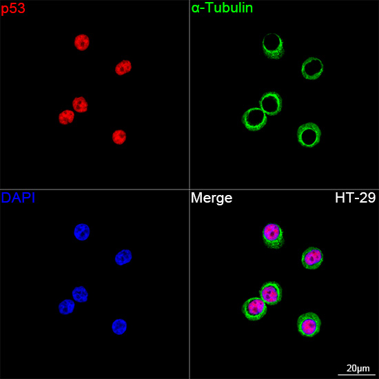 KO Validated] p53 Rabbit PolymAb®