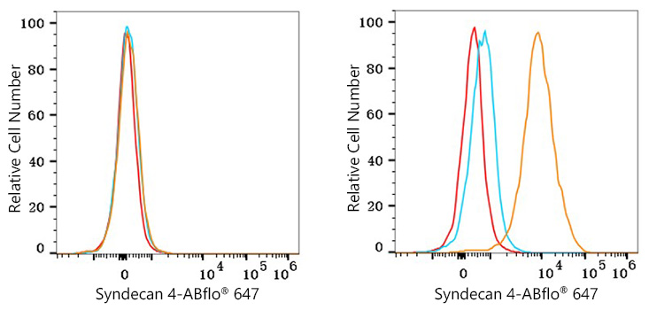 ABflo® 647 Rabbit anti-Human Syndecan 4 mAb