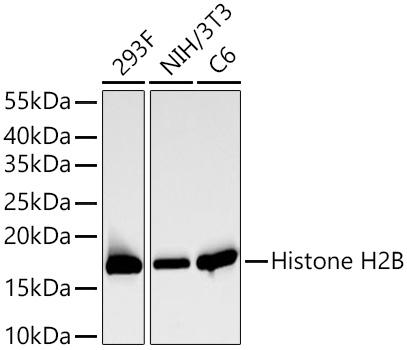 Histone H2B Rabbit mAb