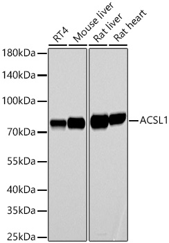 ACSL1 Rabbit mAb