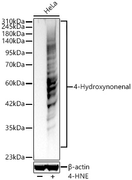 4-Hydroxynonenal Rabbit mAb