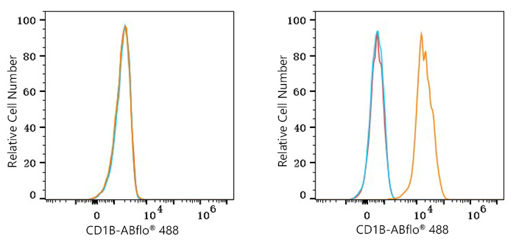 ABflo® 488 Rabbit anti-Human CD1B mAb