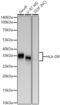 HLA-DR Rabbit mAb