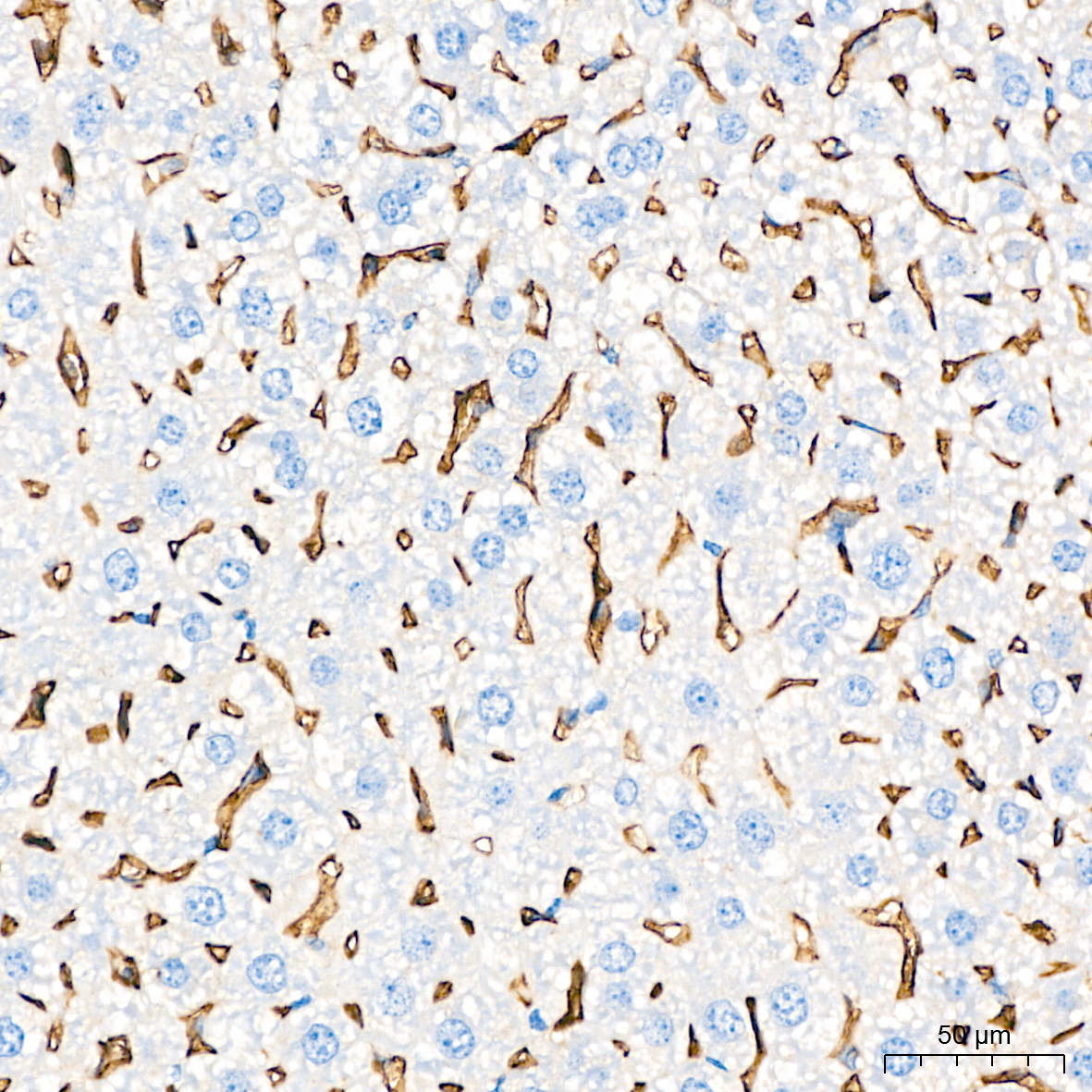 CD32 Rabbit mAb