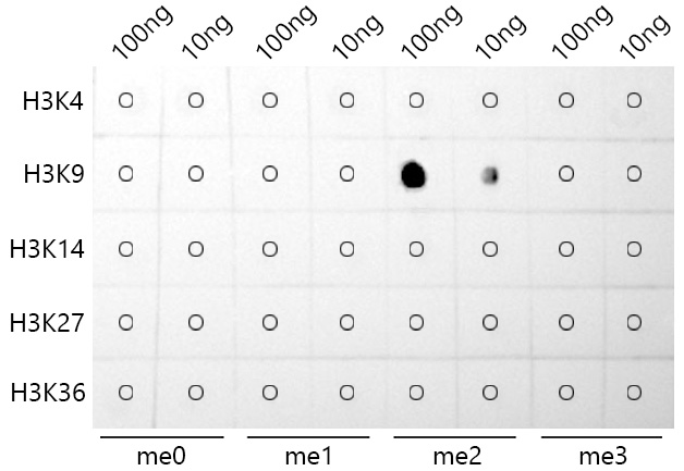 DiMethyl-Histone H3-K9 Rabbit mAb