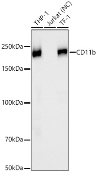 CD11b Rabbit mAb