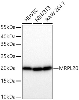 [KD Validated] MRPL20 Rabbit mAb