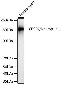 マクレガー　CLP1 CD304/Neuropilin-1 Rabbit mAb