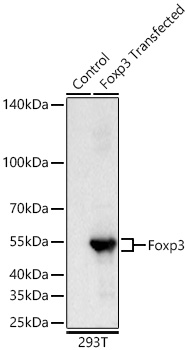 FOXP3 Rabbit mAb