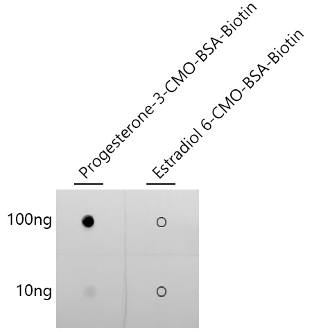 Progesterone Rabbit mAb