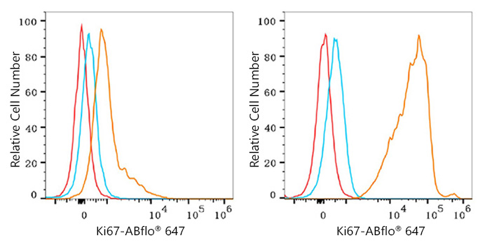 ABflo® 647 Rabbit anti-Mouse Ki67 mAb