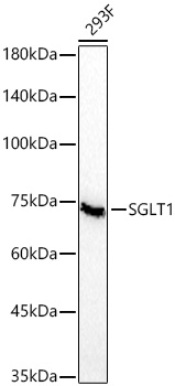 SGLT1 Rabbit mAb