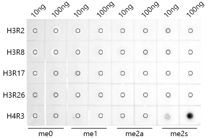 Symmetric DiMethyl-Histone H4-R3 Rabbit mAb