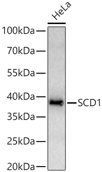 SCD1 Rabbit mAb