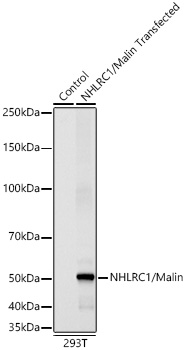 NHLRC1/Malin Rabbit mAb