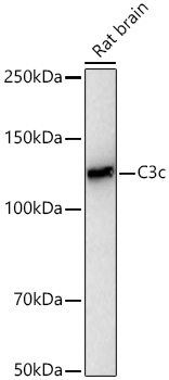 C3c Rabbit mAb