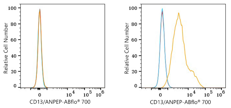 ABflo® 700 Rabbit anti-Human CD13/ANPEP mAb