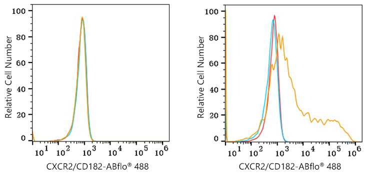 ABflo® 488 Mouse IgG 2c isotype control